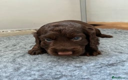 Cocker Spaniel dogs for sale: Beautiful cocker spaniels  - Image 5