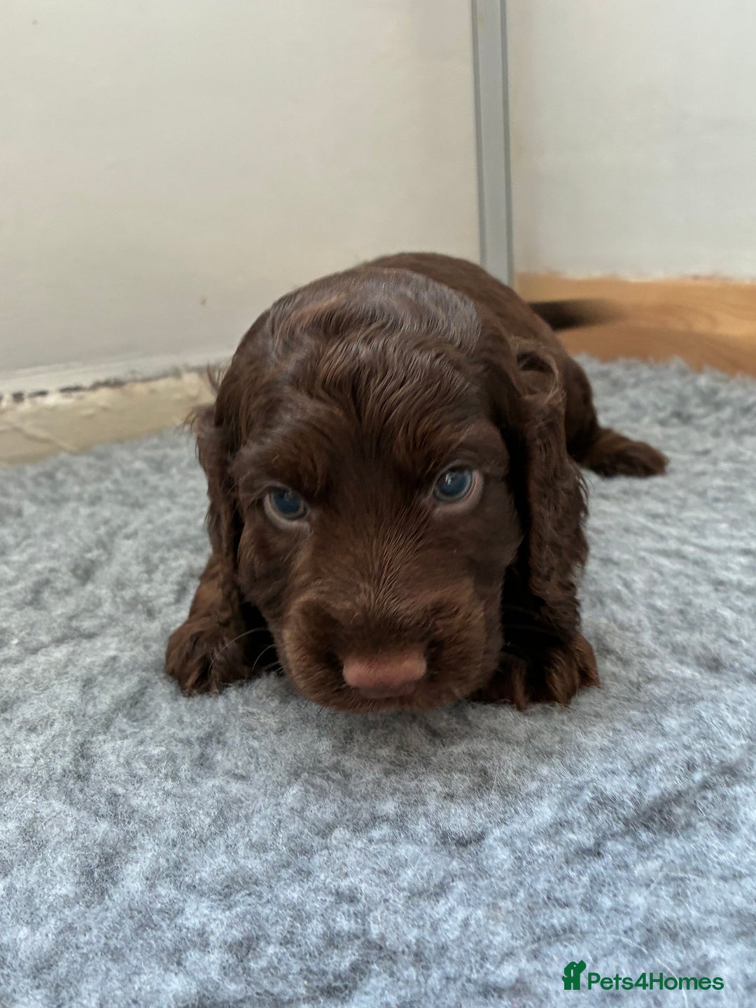Cocker Spaniel dogs for sale: Beautiful cocker spaniels  - Image 5