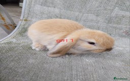 Mini Lop rabbits for sale: Mini lops for sale  - Image 2