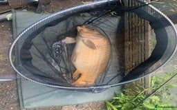 Koi Carp fish for sale: Koi/Carp/Goldfish available  - Image 2