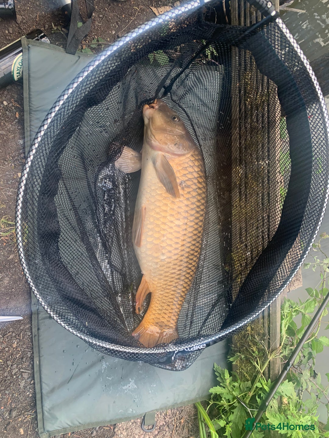 Koi Carp fish for sale: Koi/Carp/Goldfish available  - Image 2