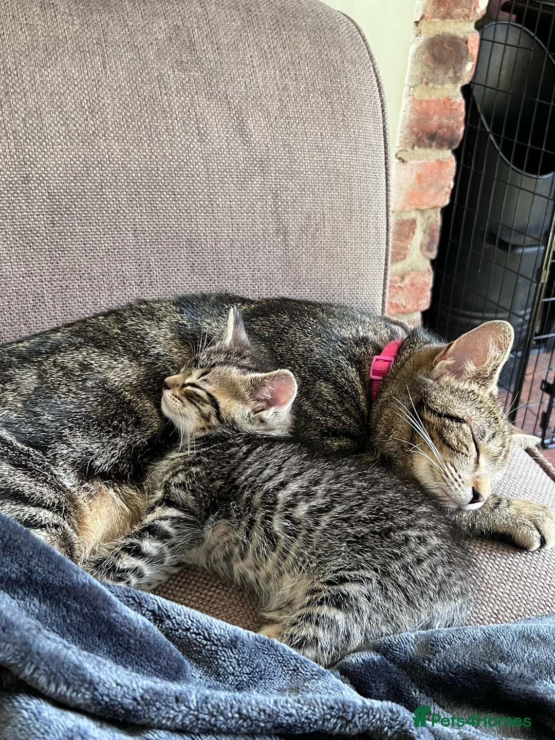 Mixed Breed cats for sale: Three beautiful kittens for sale (2 Tabby/1 Black) - Advert 8