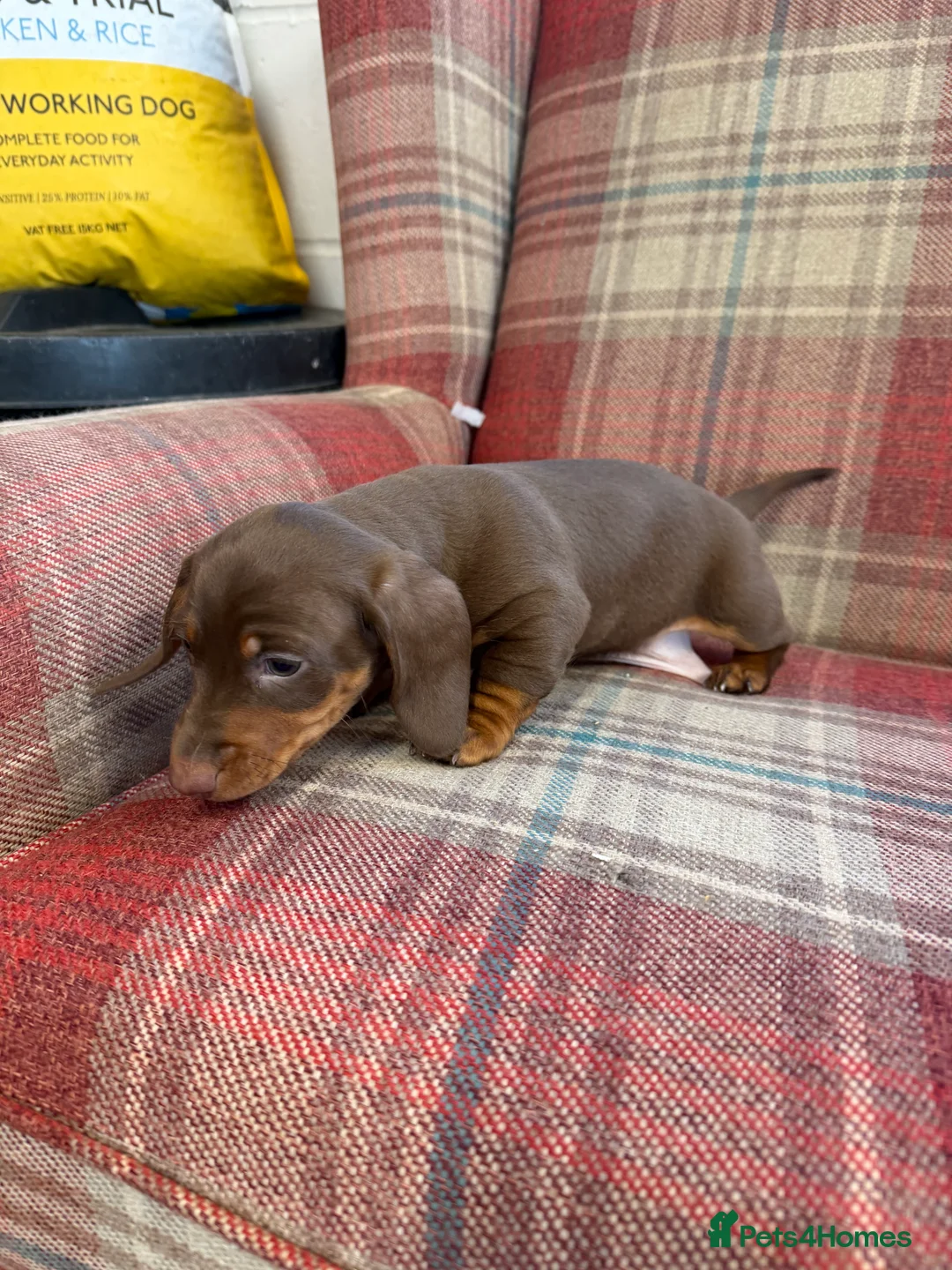 Miniature Dachshund dogs for sale: Mini dachshund 2 smooth boys available  - Advert 27