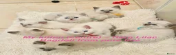 Ragdoll cats for sale: Rare Lilac Ragdoll Kitten | Blue Eyes in Bradford - Advert 5