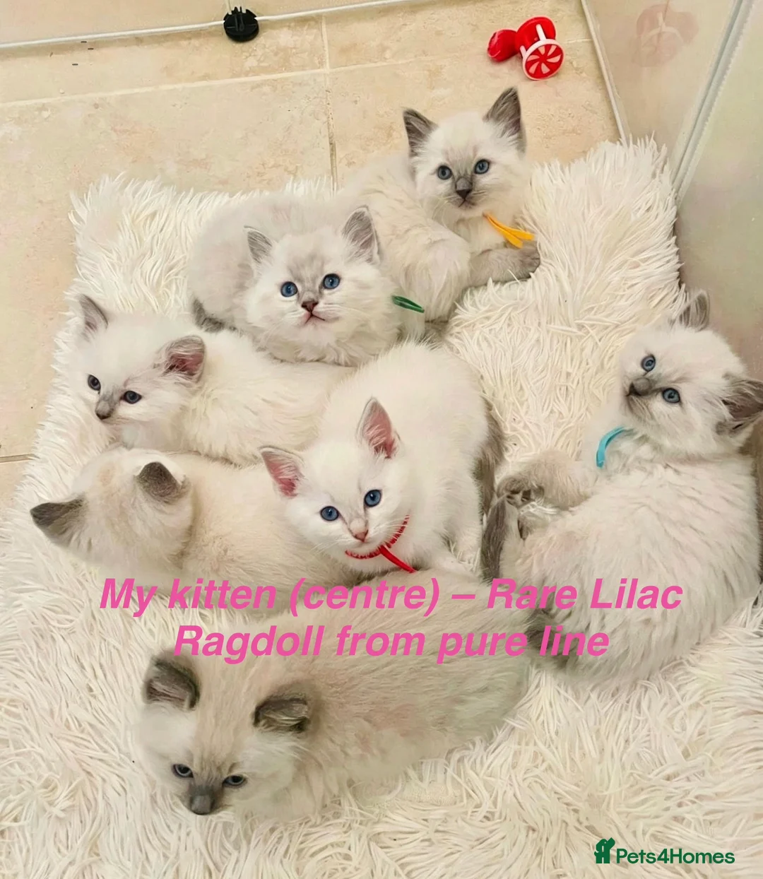 Ragdoll cats for sale: Rare Lilac Ragdoll Kitten | Blue Eyes in Bradford - Advert 5