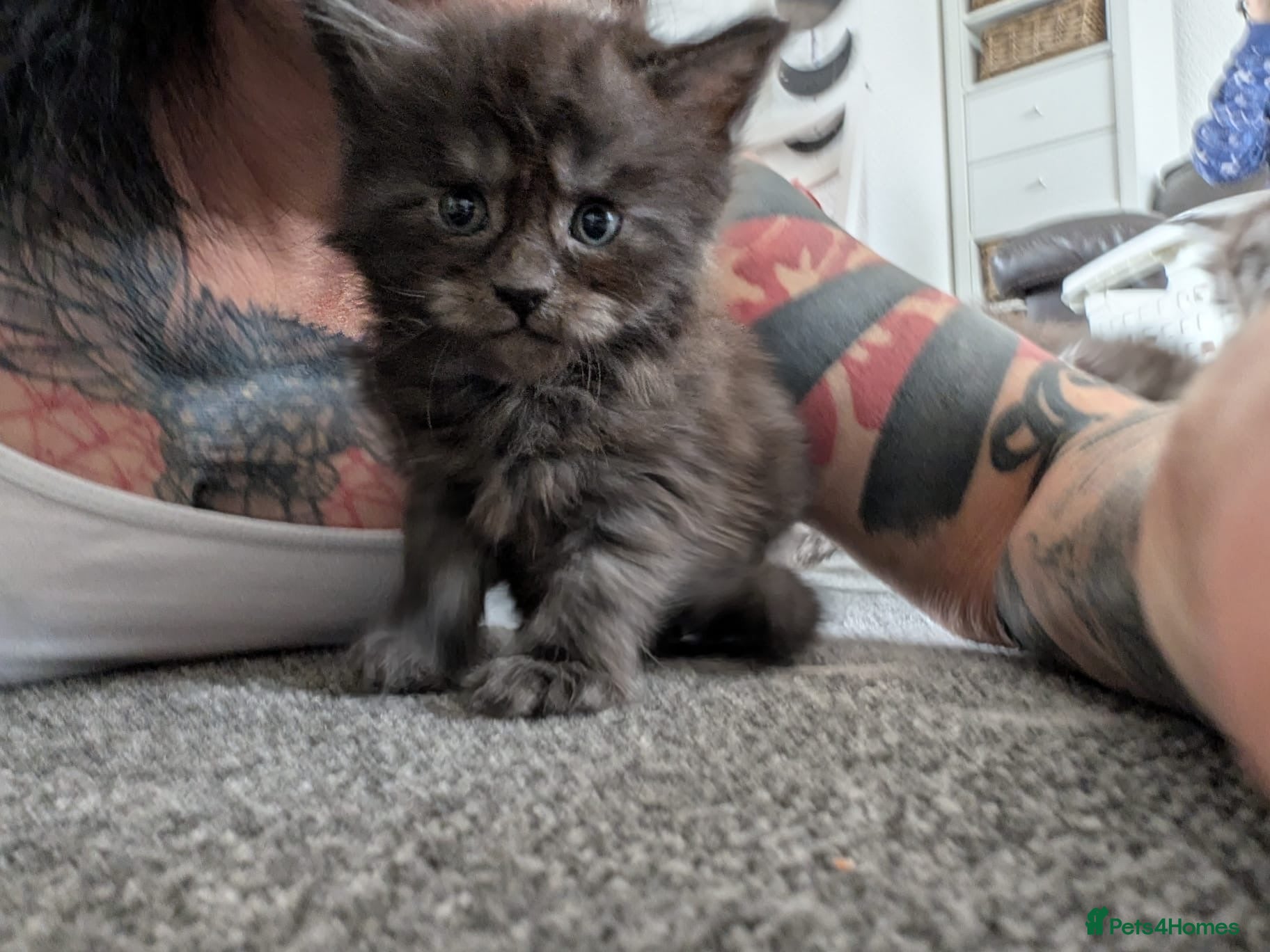Maine Coon cats for sale: Maine coon kittens  - Advert 8