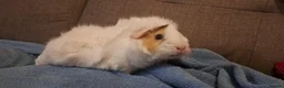 Guinea Pig rodents for sale: 2 female guinea pigs  in Southend-on-Sea - Advert 3