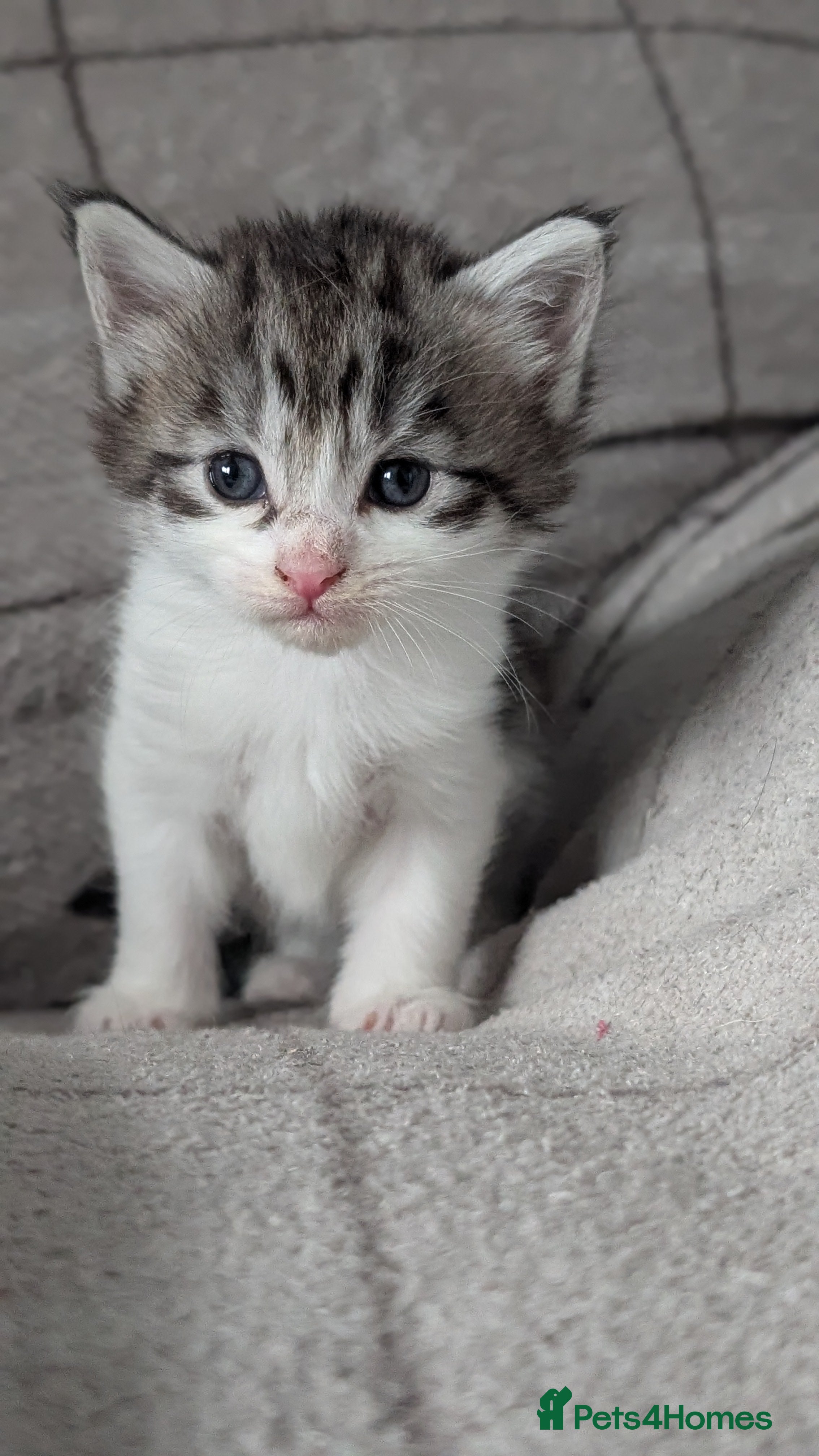 Maine Coon cats Maine coon kittens *ONE GIRL LEFT* - Advert 11