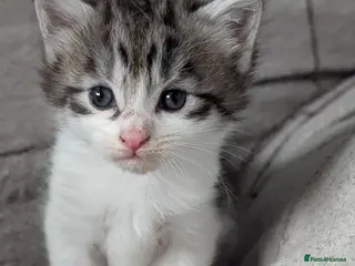 Maine Coon cats Maine coon kittens *ONE GIRL LEFT* - Advert 11