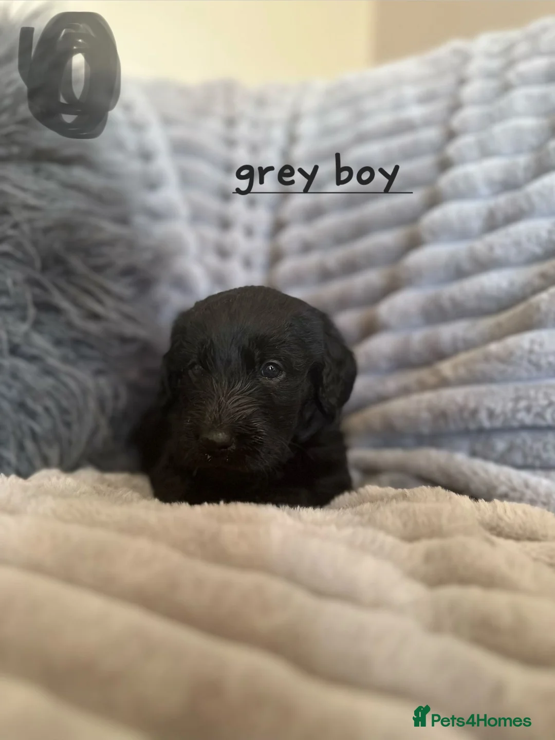 Labradoodle dogs for sale: Labradoodle puppies  - Advert 2