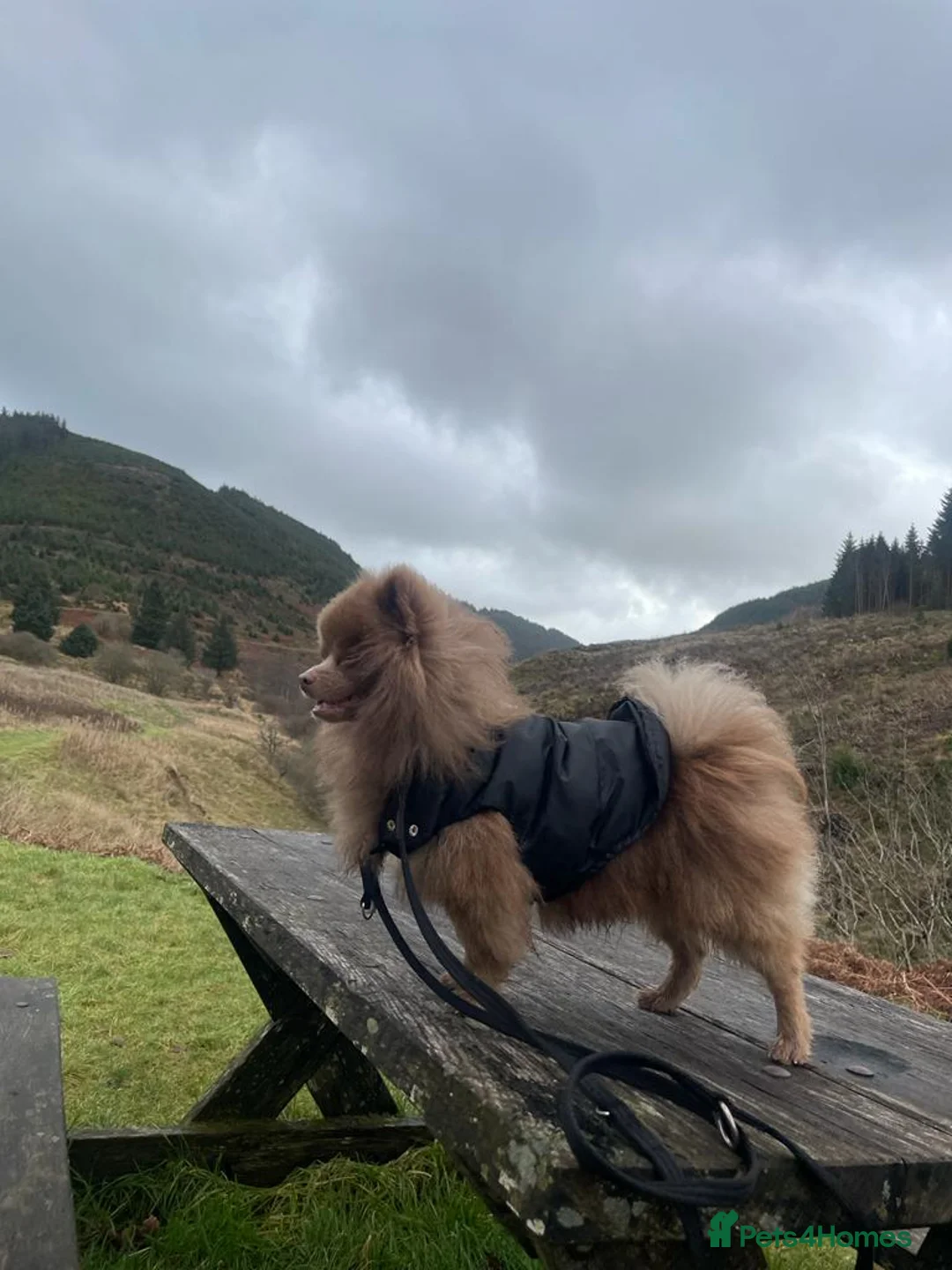 Pomeranian dogs for stud: Kai Kai lilac boy 💜  ( STUD ONLY ) (PROVEN)  in Liverpool - Advert 10