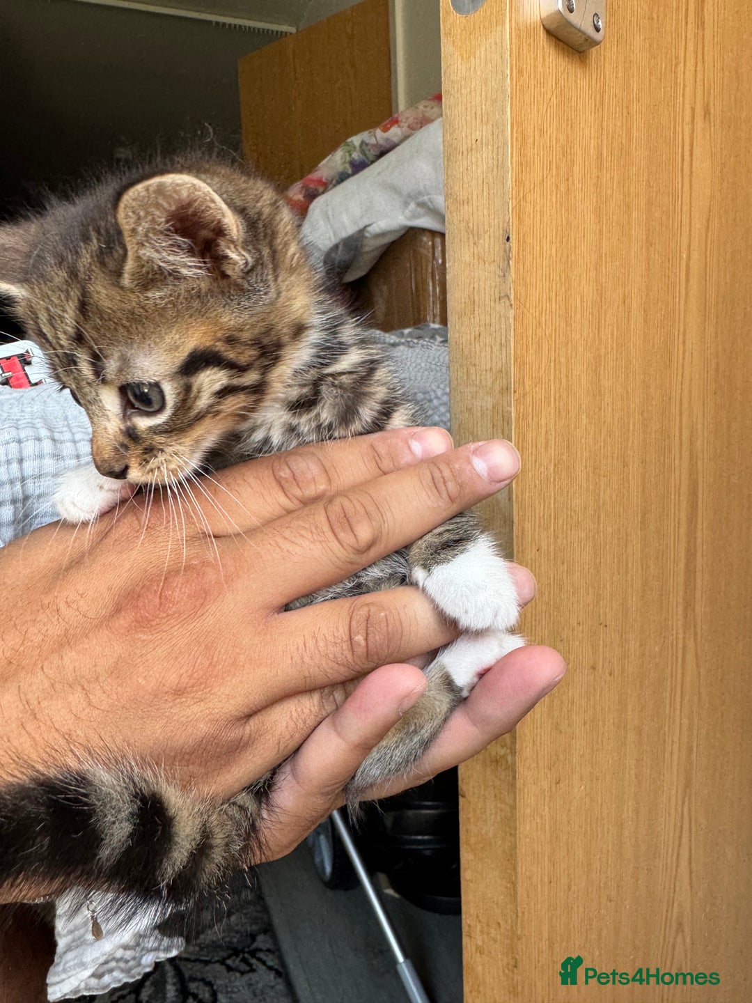 Mixed Breed cats for sale: European shorthair tabby cross kittens available.  - Image 7