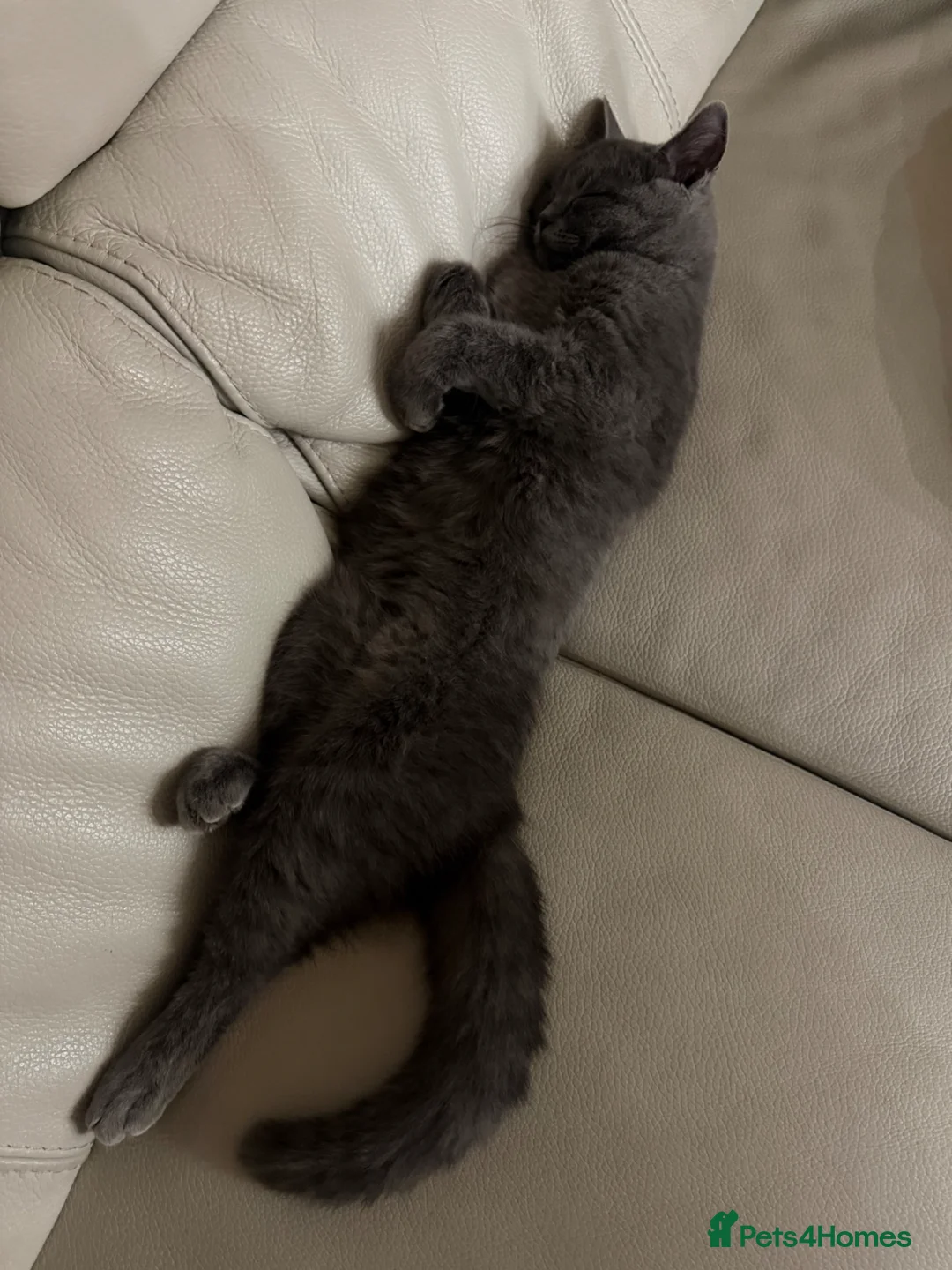 British Shorthair cats for sale: Male British shorthair  in Welwyn Garden City - Advert 2