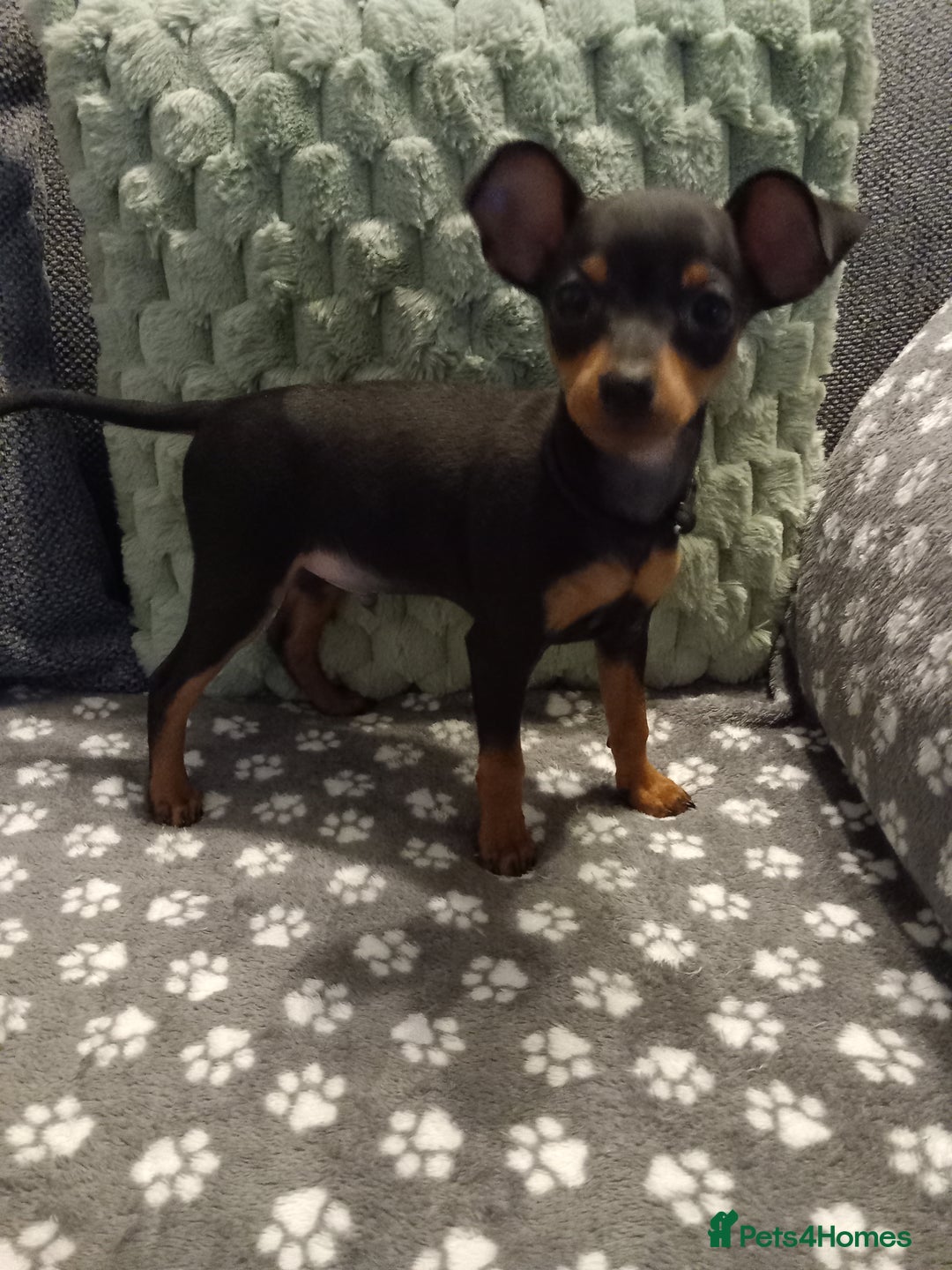 Miniature Pinscher dogs for sale: KC Reg Mini Pins, 2 remaining (READY TO LEAVE NOW) - Advert 17