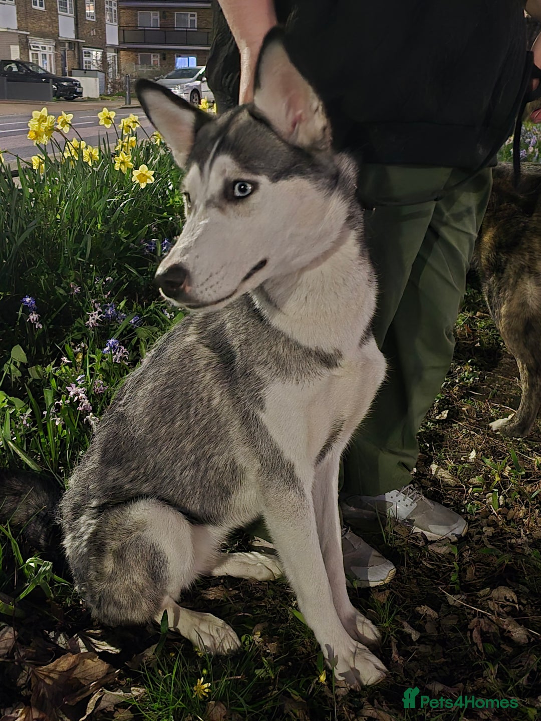 Siberian Husky dogs for sale: Can you give Dutchess the home she deserves? - Image 6