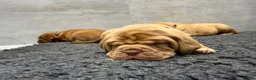 Dogue De Bordeaux dogs for sale: ** world class puppys** - Advert 8