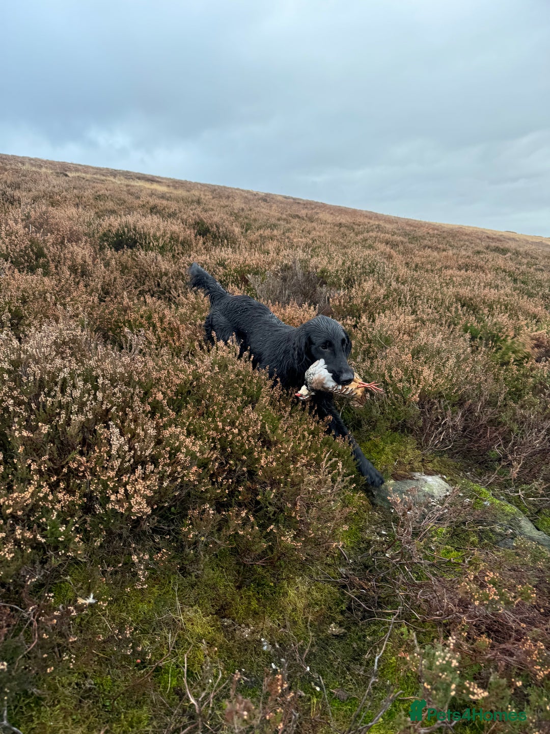 Flat coated Retriever dogs for sale: *2 Males* KC from working health tested parents - Image 14