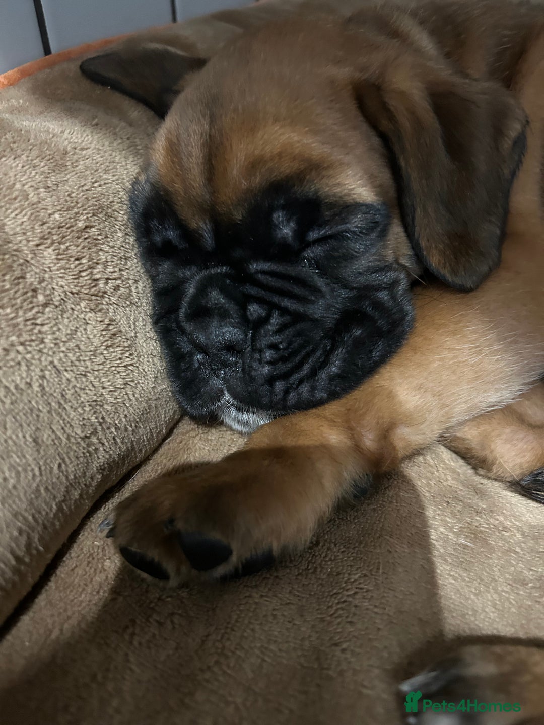Boxer dogs for sale: Boxer puppies K.C registered  - Image 10