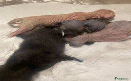 Sphynx cats for sale: Beautiful Sphynx cross orinetal kittens  - Advert 5