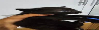 Domestic Shorthair 1 (Black)