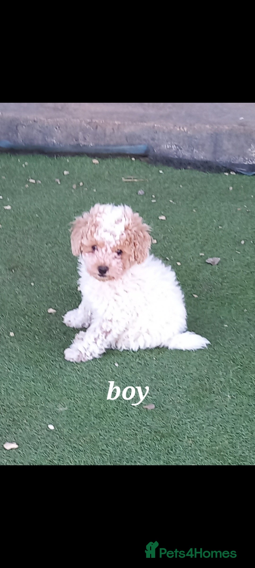 Maltipoo dogs for sale: Maltipoo puppies  - Advert 2