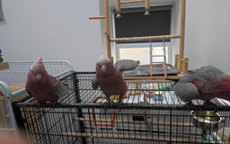 Cockatoo birds for sale: Galah cockatoos boy&girl available silly tamed - Image 9