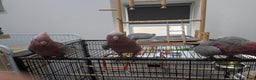 Cockatoo birds for sale: Galah cockatoos boy&girl silly tamed UK delivery - Advert 9