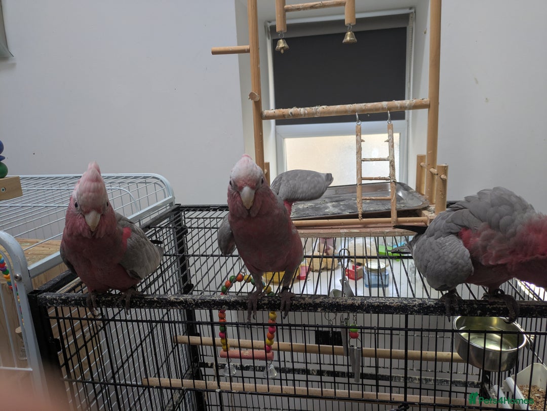 Cockatoo birds for sale: Galah cockatoos boy&girl available silly tamed - Image 9