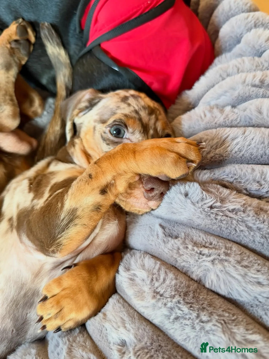 Dachshund dogs for sale: 🐾 Beautiful Miniature Dachshund Puppies  in Guildford - Advert 11