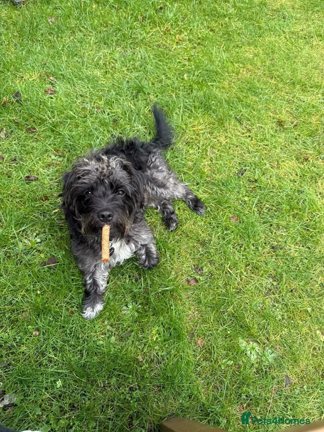 Mixed Breed dogs for sale: Jackapooshon’s for sale  in Kirkcaldy - Advert 2