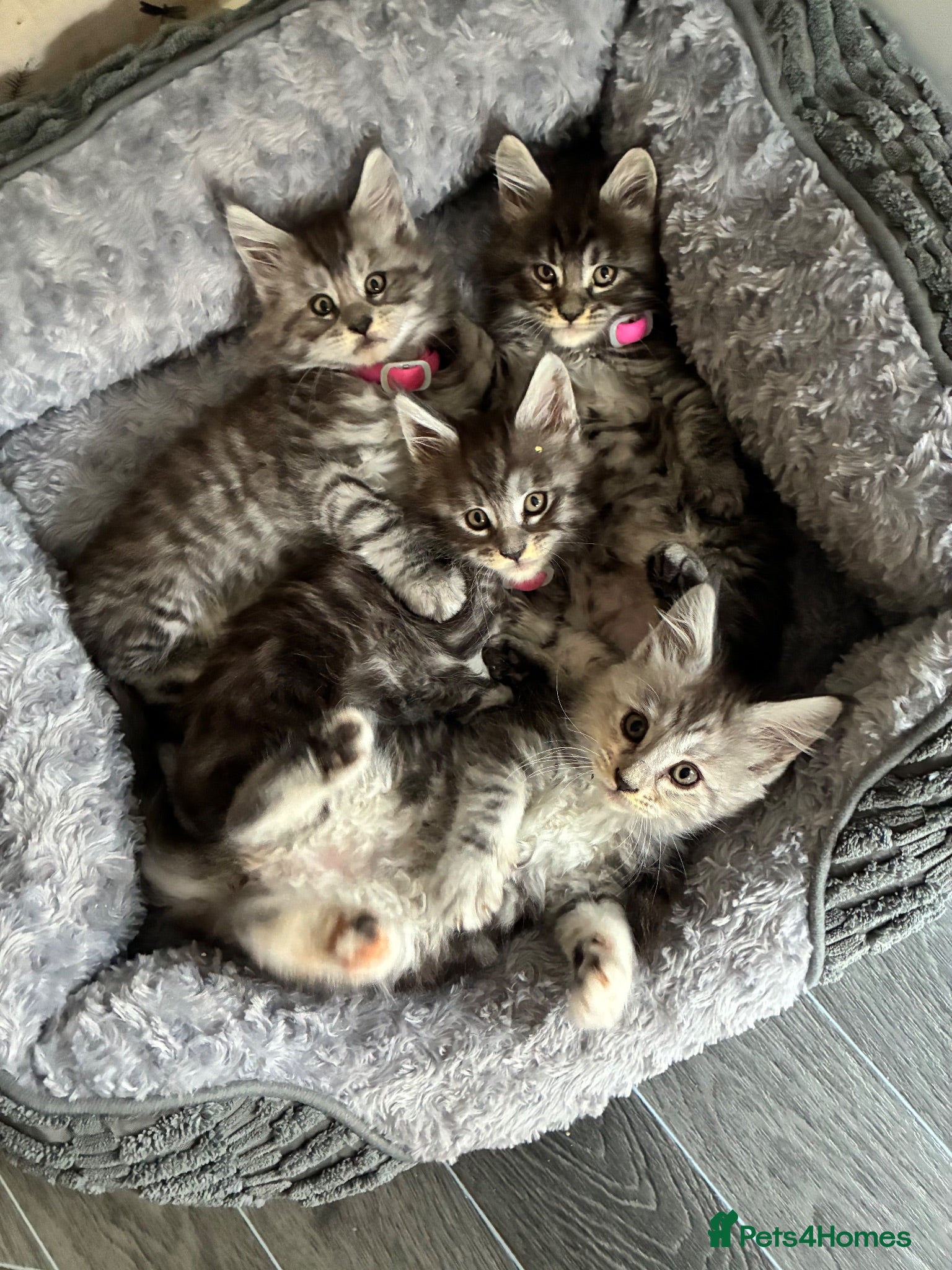 Maine Coon cats Maine coon kittens  - Advert 3