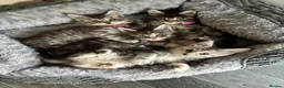 Maine Coon cats for sale: Maine coon kittens  - Advert 1