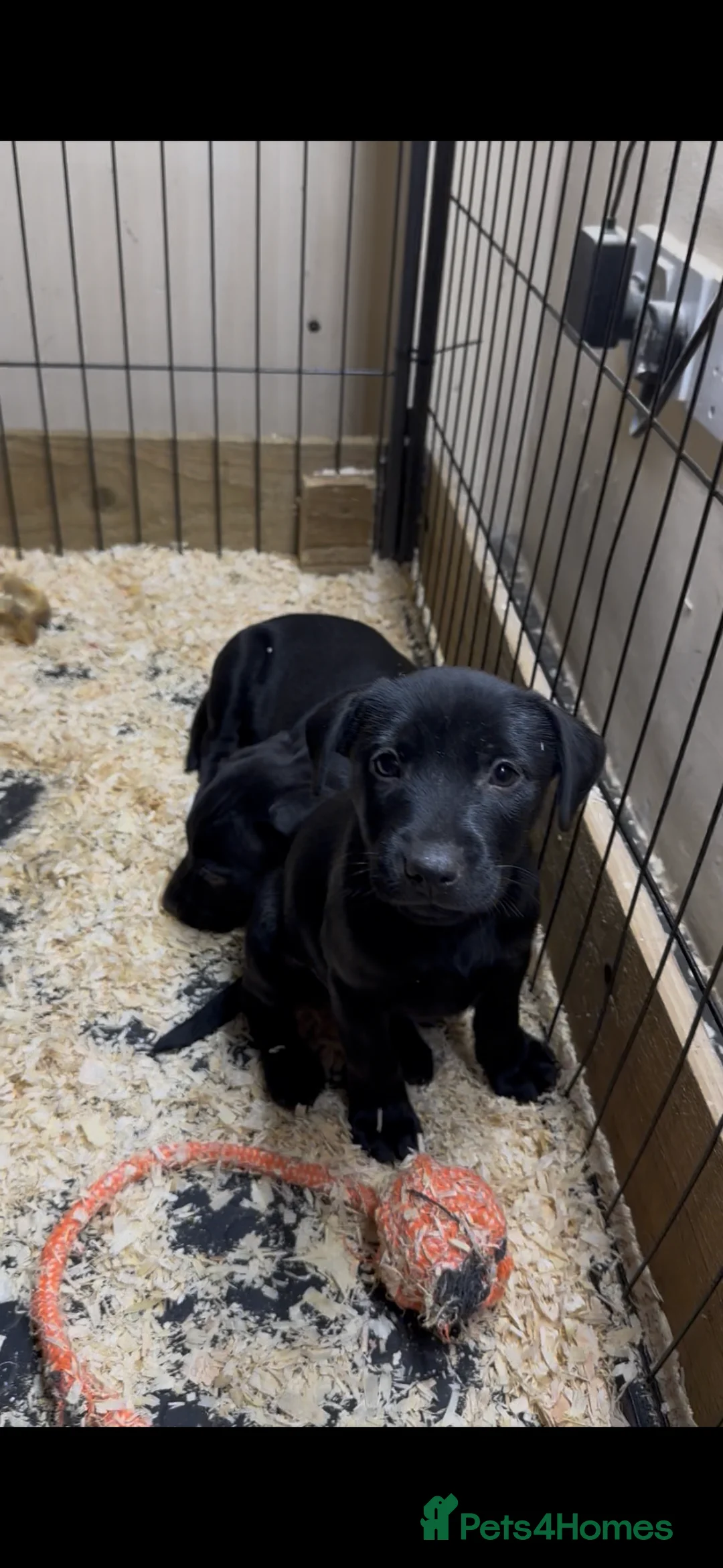 Patterjack dogs for sale: Gorgeous Patterjack Puppies for sale - Advert 9