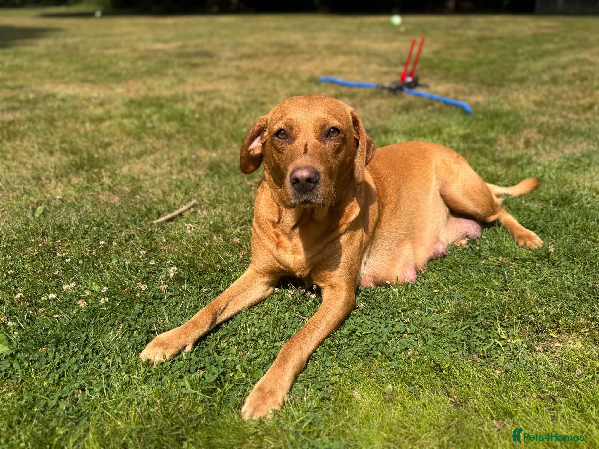 Labrador Retriever dogs Beautiful Fox Red Labrador Puppy – 1 Boy Available - Advert 1