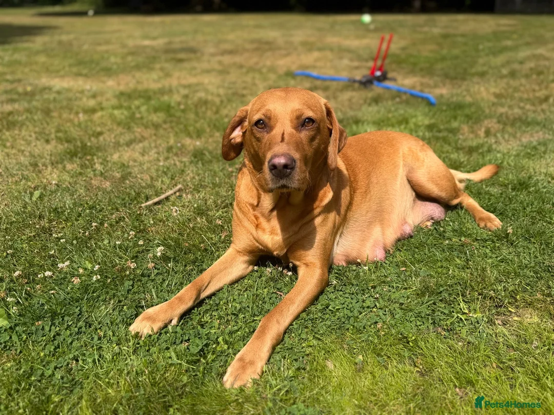 Labrador Retriever dogs for sale: Beautiful Fox Red Labrador Puppy – 1 Boy Available - Advert 1