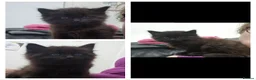Mixed Breed cats for sale: Bengal cross kitten ready now fluffy - Advert 1