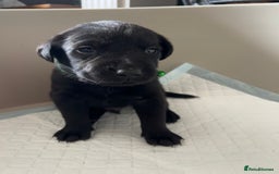 Labrador Retriever dogs for sale: 9 Beautiful Labrador Puppies For Sale  - Image 14