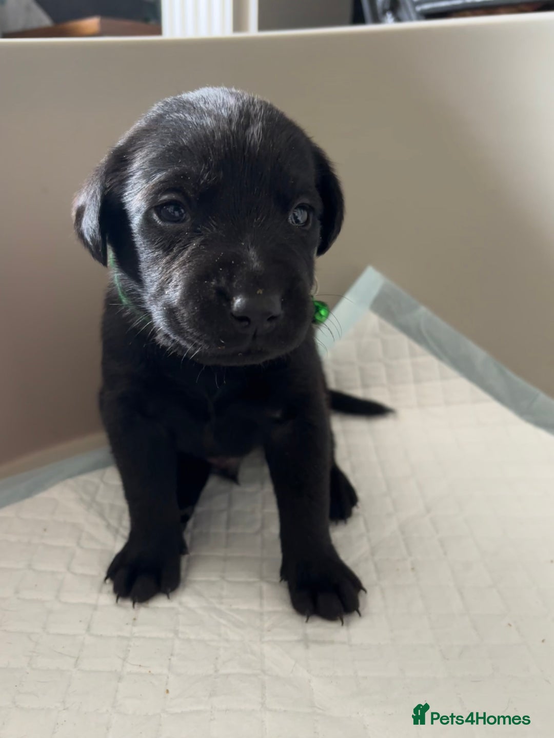 Labrador Retriever dogs for sale: 9 Beautiful Labrador Puppies For Sale  - Image 14
