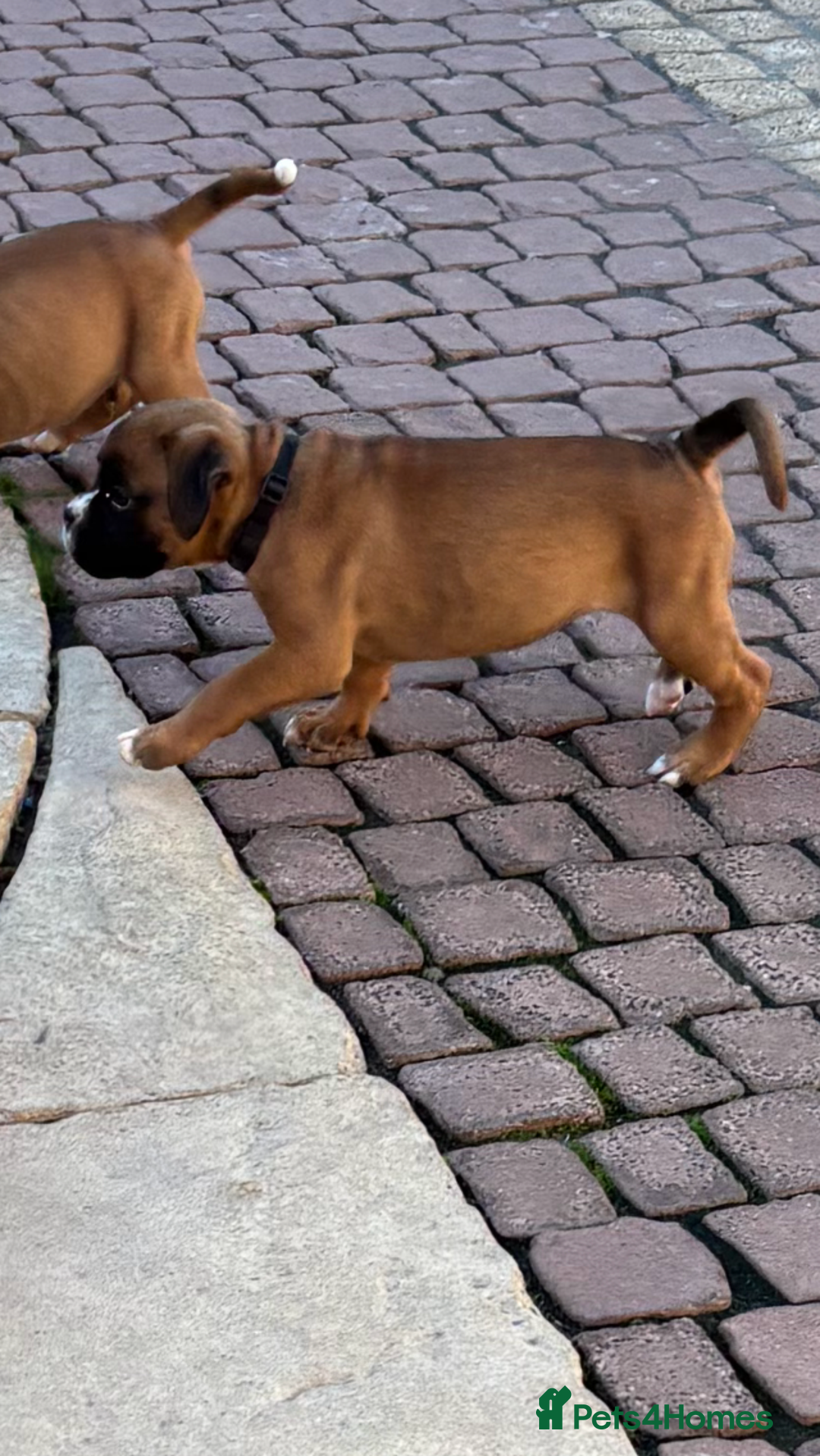 Boxer dogs for sale: Boxer pups  - Image 10