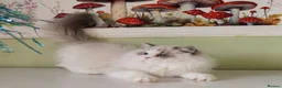 Ragdoll cats for sale: EU Sweet face Ragdoll TICA  - Advert 3