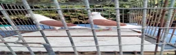 Pigeons birds for sale: Pigeones for sale in hackney London  - Advert 9
