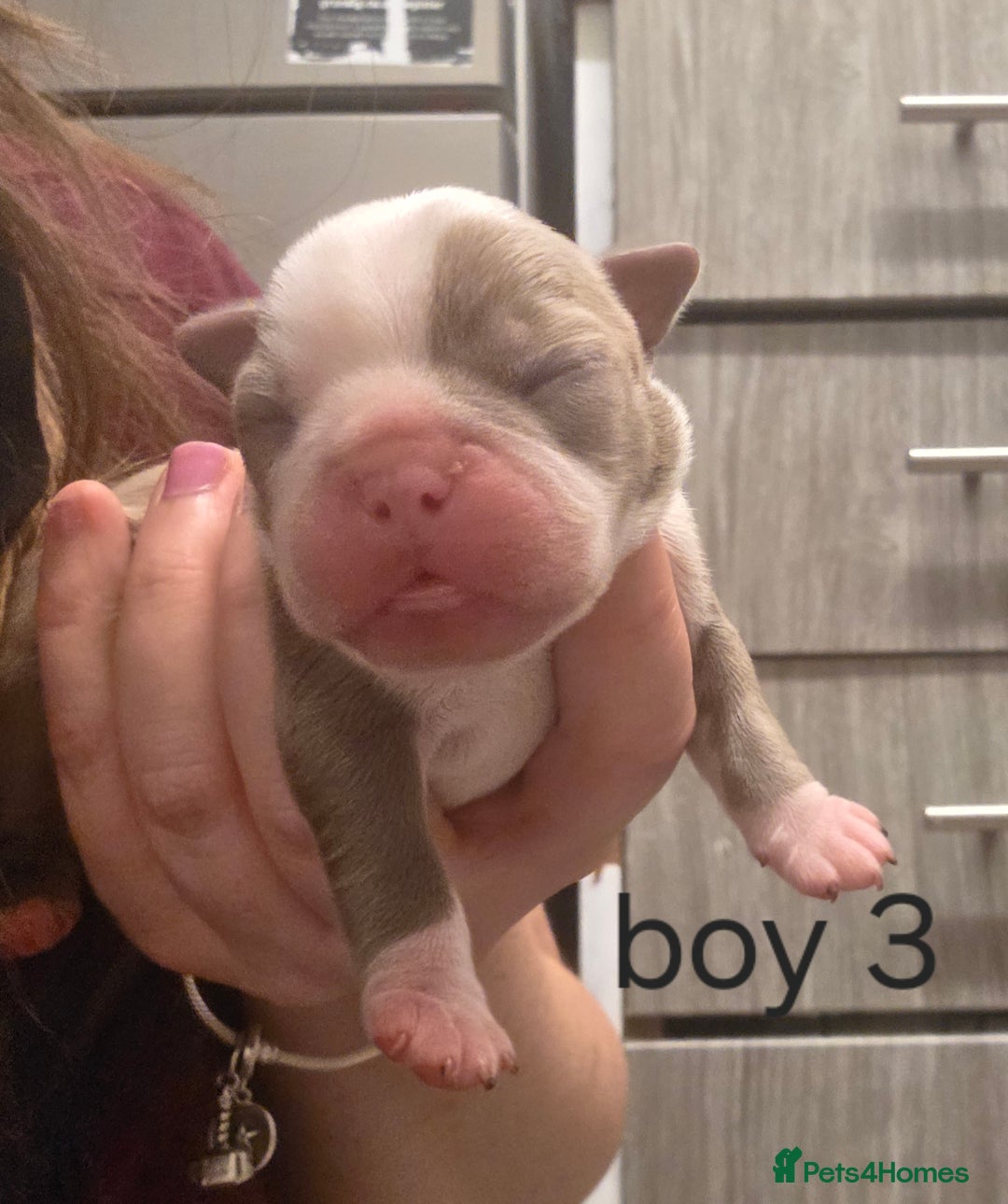Boston Terrier dogs for sale: Beautiful Blue Bostons  - Image 12