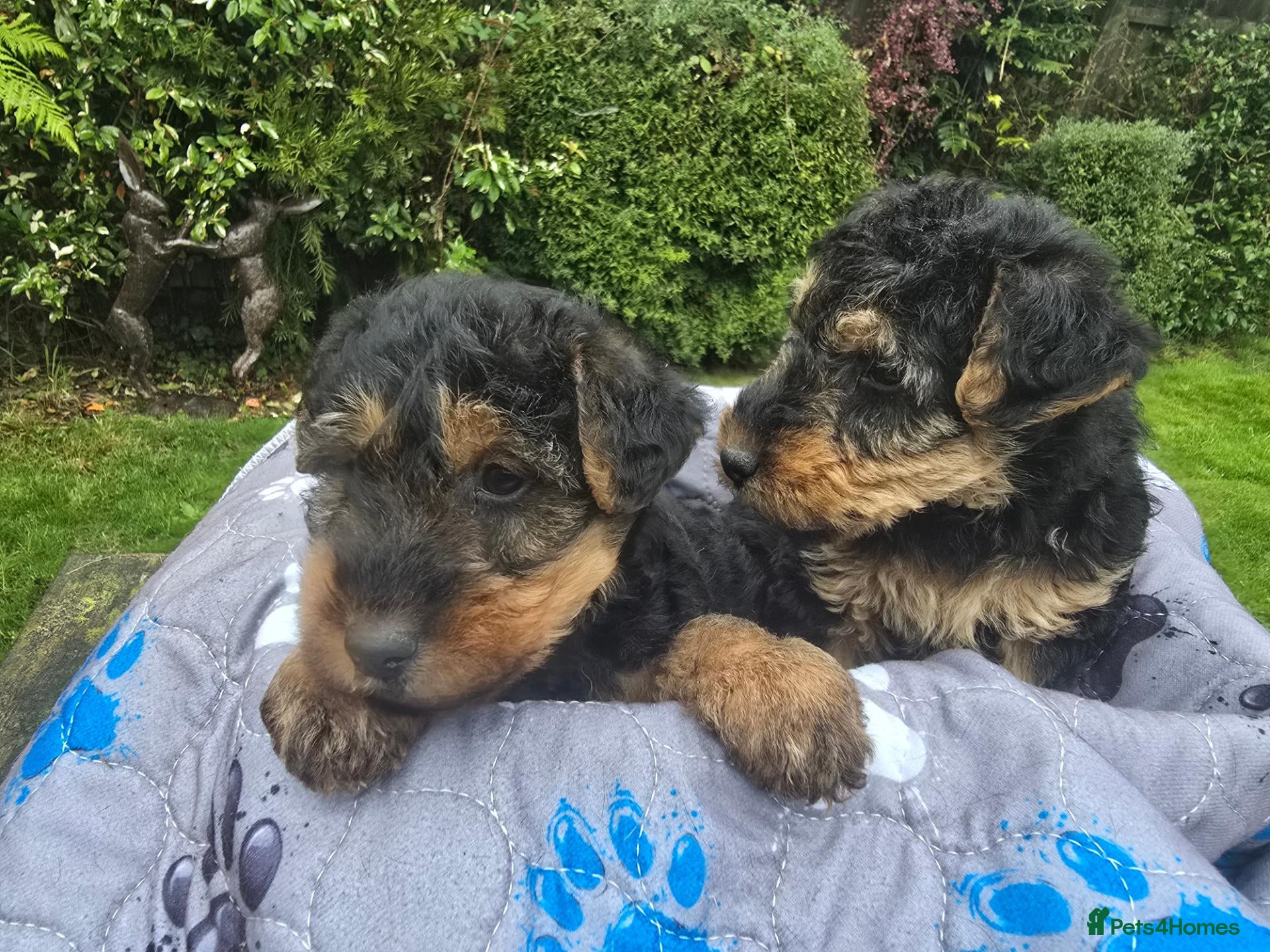 Welsh Terrier dogs Gorgeous welsh terriers puppies  - Advert 2