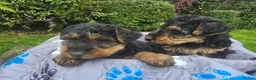 Welsh Terrier dogs for sale: Gorgeous welsh terriers puppies  - Advert 2