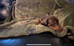 Miniature Dachshund dogs for sale: Kc registered Miniature dachshund puppies  - Image 14