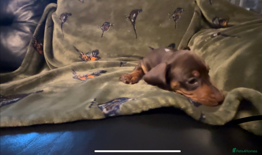 Miniature Dachshund dogs for sale: Kc registered Miniature dachshund puppies  - Image 14