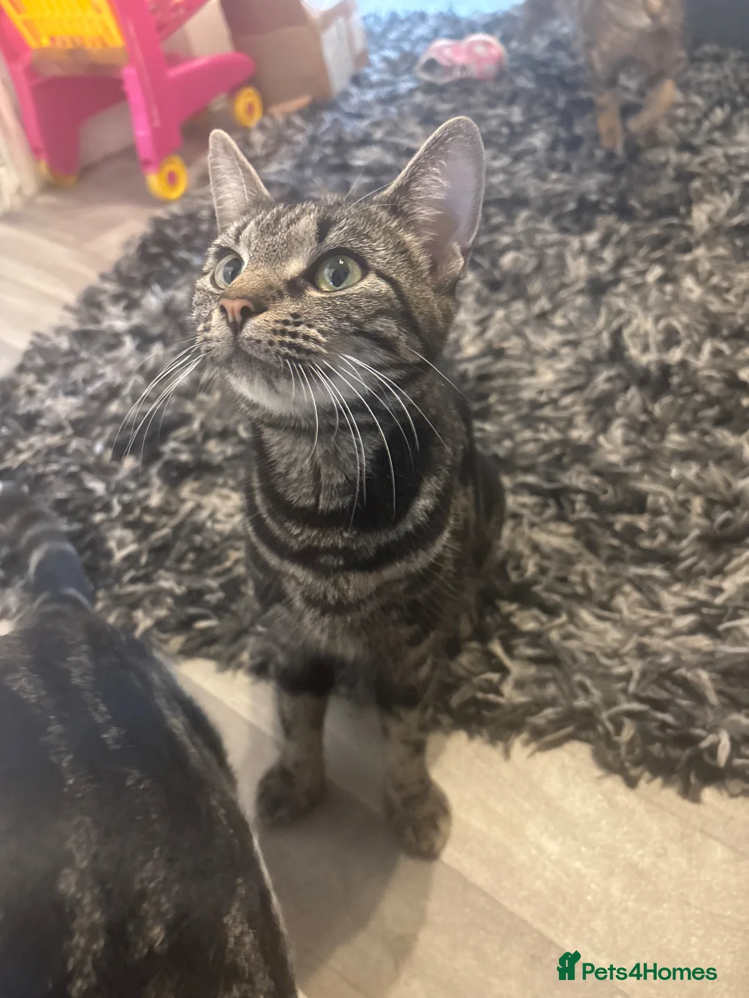 Mixed Breed cats for sale: Soft like teddy bear kittens  in Ilford - Advert 10