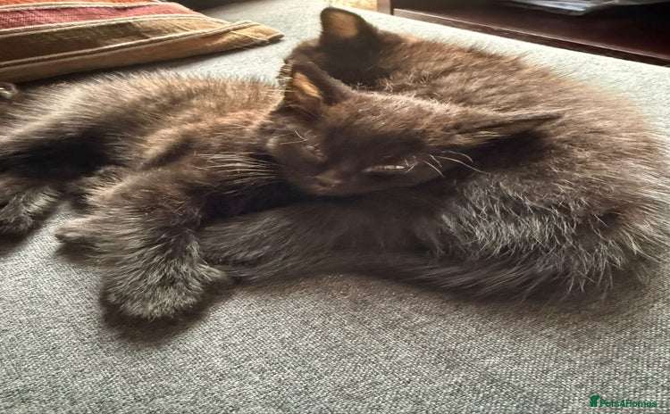 Ragdoll cats - Advert 13