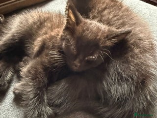 Ragdoll cats for sale - Advert 1