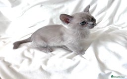 Burmese cats for sale: Stunning Show Quality Kittens - Image 3